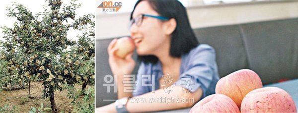 ▲ 농약봉투가 씌워진 채 자라는 산둥성의 농약사과. <사진 출처 : 명보(明報), 동방일보(東方日報) >