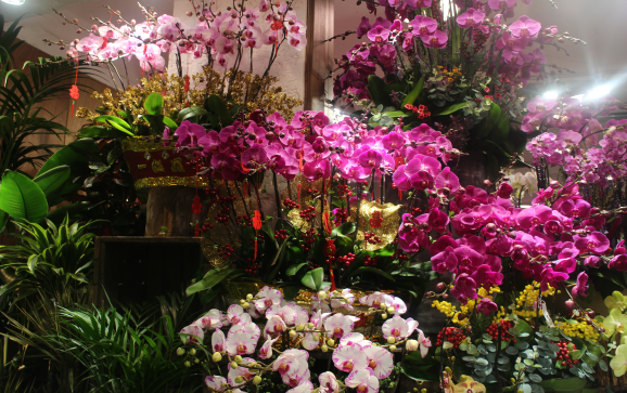 Flower Market Road 가는 길에 있는  Fa Yan Street (花園街) . 평일인데도 불구하고  춘절 (春節, Chinese New year) 이 얼마 남지 않아서 꽃을 장만 하러 온 사람들로 가득했다. 곧 다가오는 춘절을 맞이하는 듯 홍색의 화려한 장식을 한 화분들이 보이고 역시나ㅡ재물운을 불러온다 하여 구정 때 많이 볼 수 있는 나무에 열린 금귤들도 보인다. 