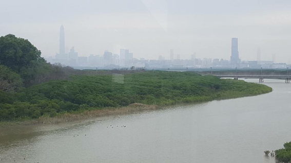 멀리 광동 성(廣東省) 심천(深圳)의 고층빌딩들이 보인다. 습지공원 일대는 심천과 홍콩의 하천 국경선인 심천강(深圳河) 하구이다. 빌딩 숲이 강변까지 빽빽히 우거져 있는, 난개발의 전형을 보여주는 중국 쪽은 답답해 보이고 숨이 턱 막히는 느낌인 반면 습지와 삼림이 잘 보존되어 있고 시야가 탁 트인 홍콩 쪽은 시원해 보이고 쾌적한 느낌을 준다. 