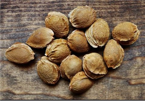Apricot kernels