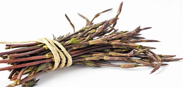 홉 슈츠 (HOP SHOOTS)